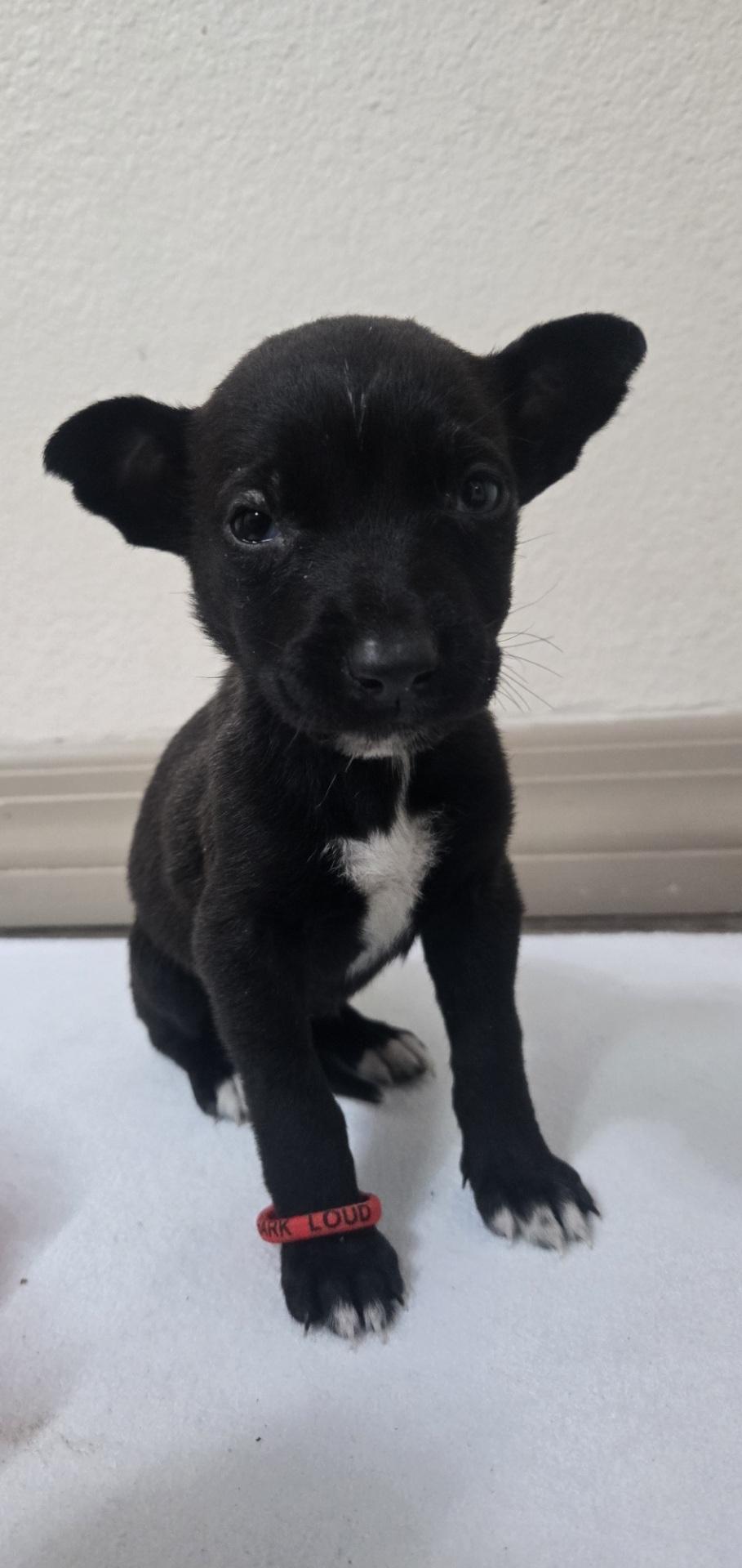 Joy, adoptable, Puppy Female German Shepherd Dog & Husky.