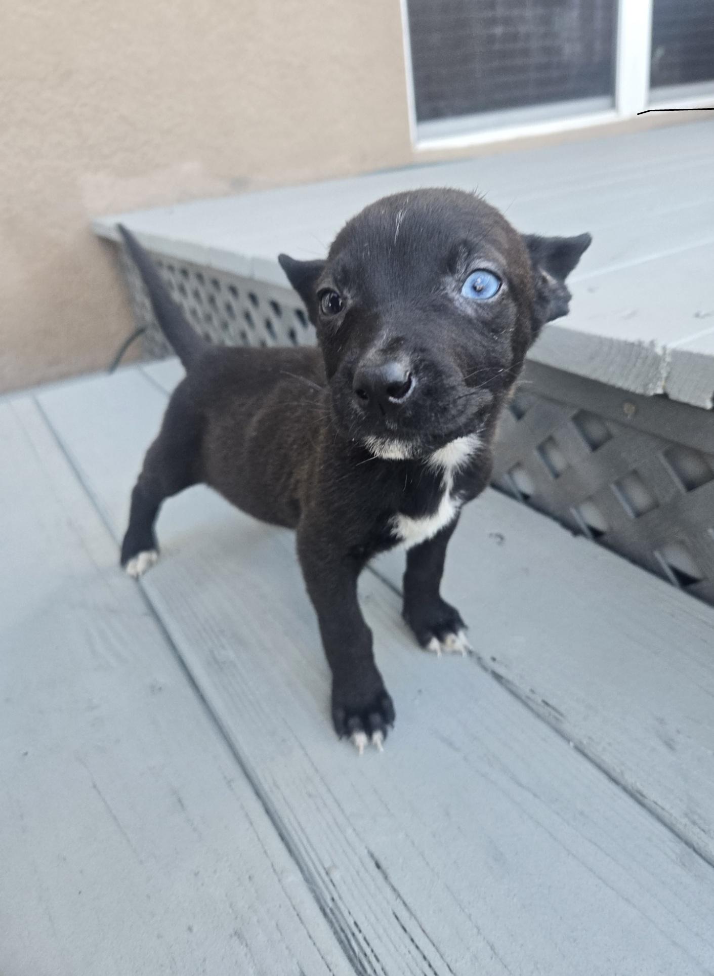 Joy, adoptable, Puppy Female German Shepherd Dog & Husky.
