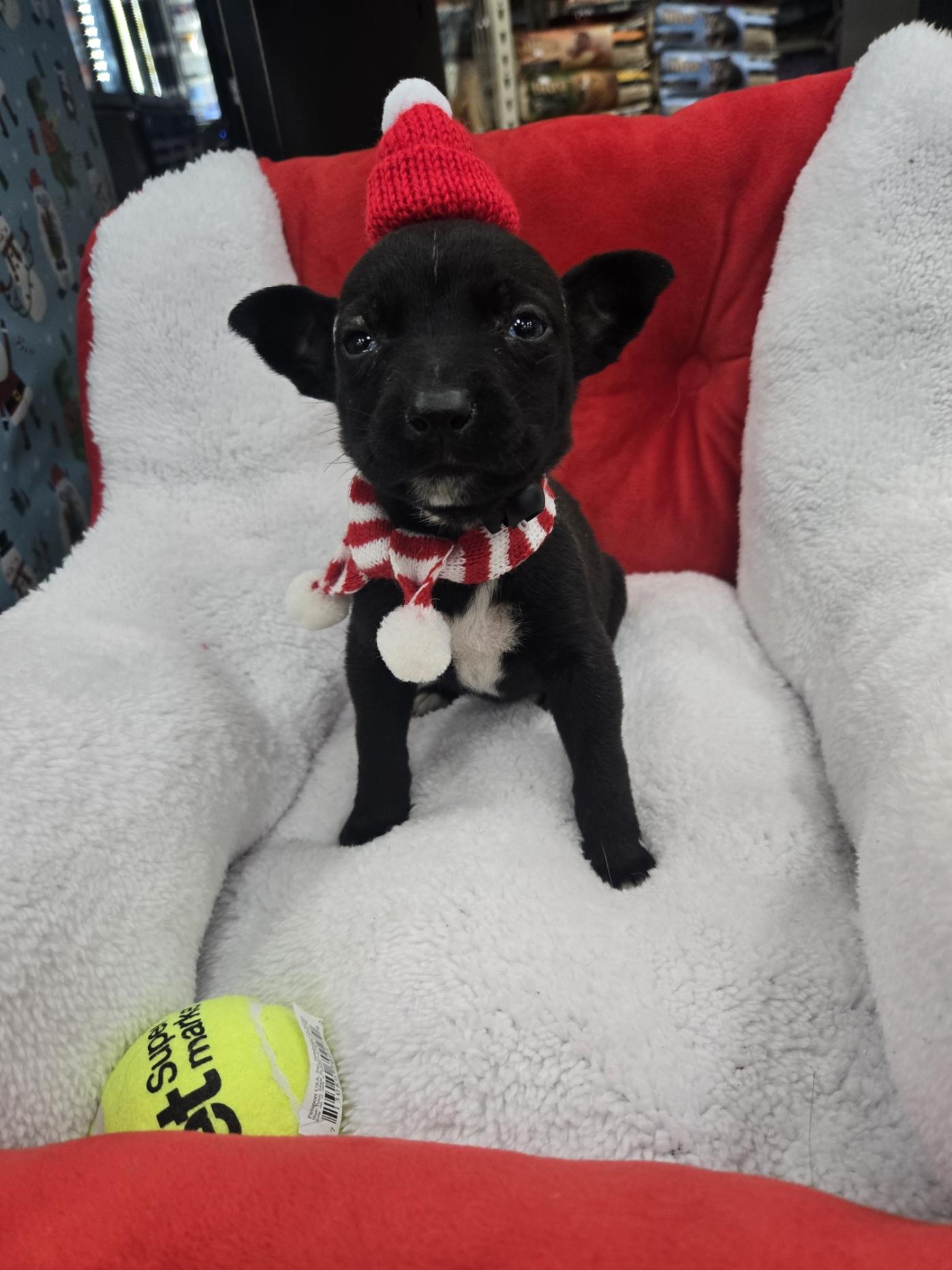 Enlarge Joy, an adoptable mixed breed in Orlando, FL image 2/6