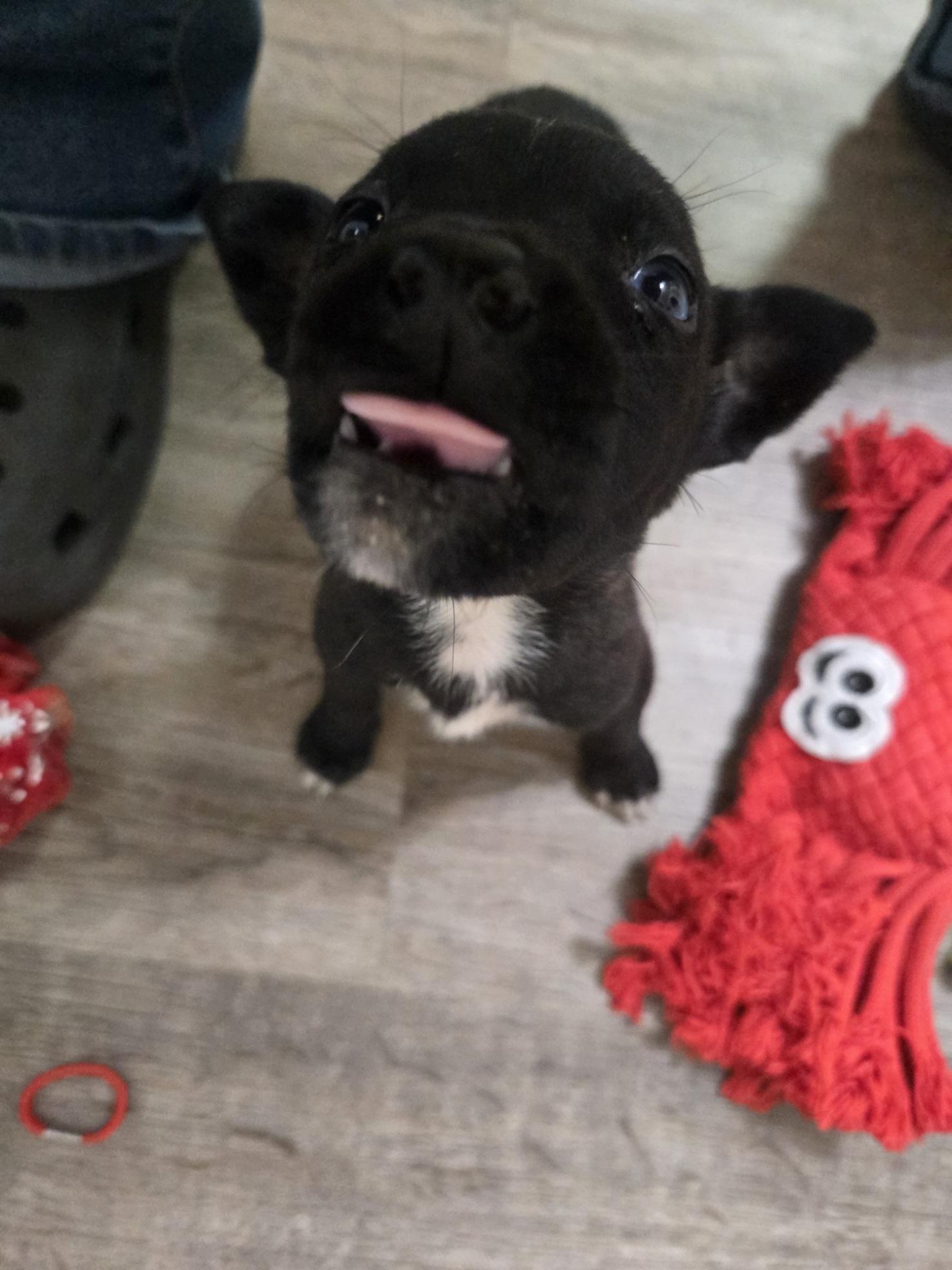 Enlarge Joy, an adoptable mixed breed in Orlando, FL image 5/6