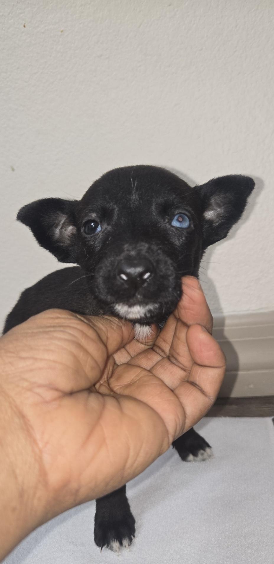 Enlarge Joy, an adoptable mixed breed in Orlando, FL image 4/6