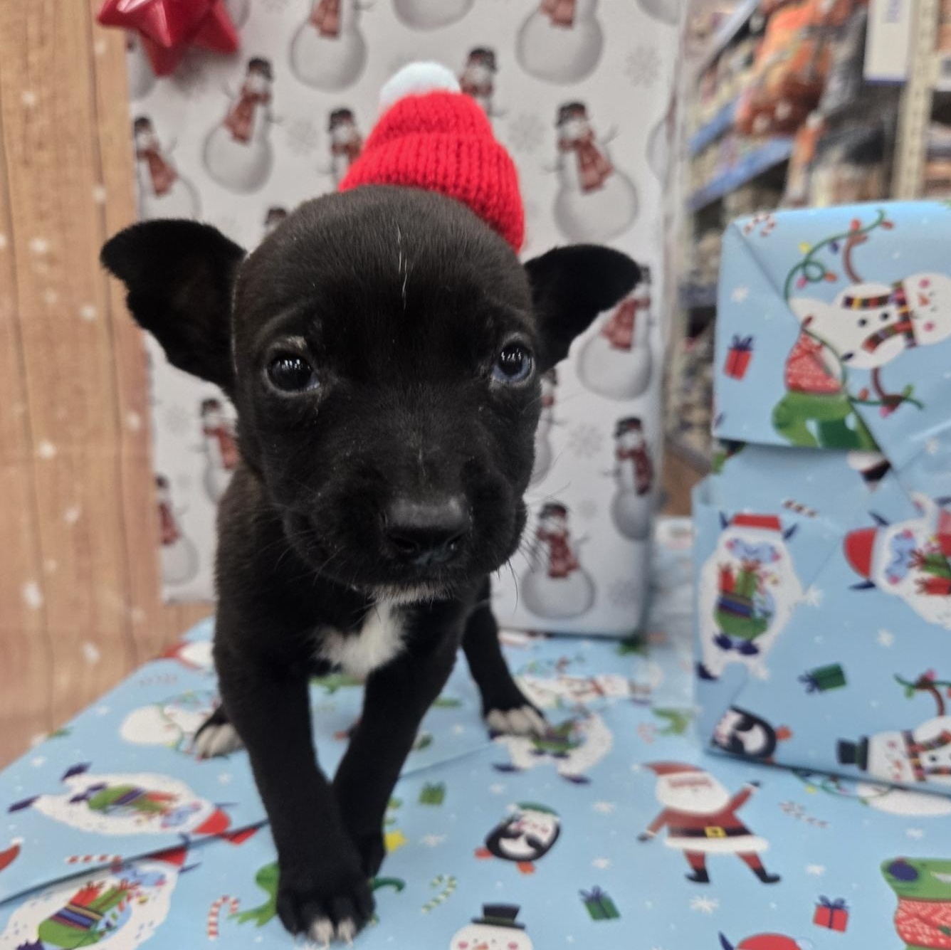 Enlarge Joy, an adoptable mixed breed in Orlando, FL image 1/6