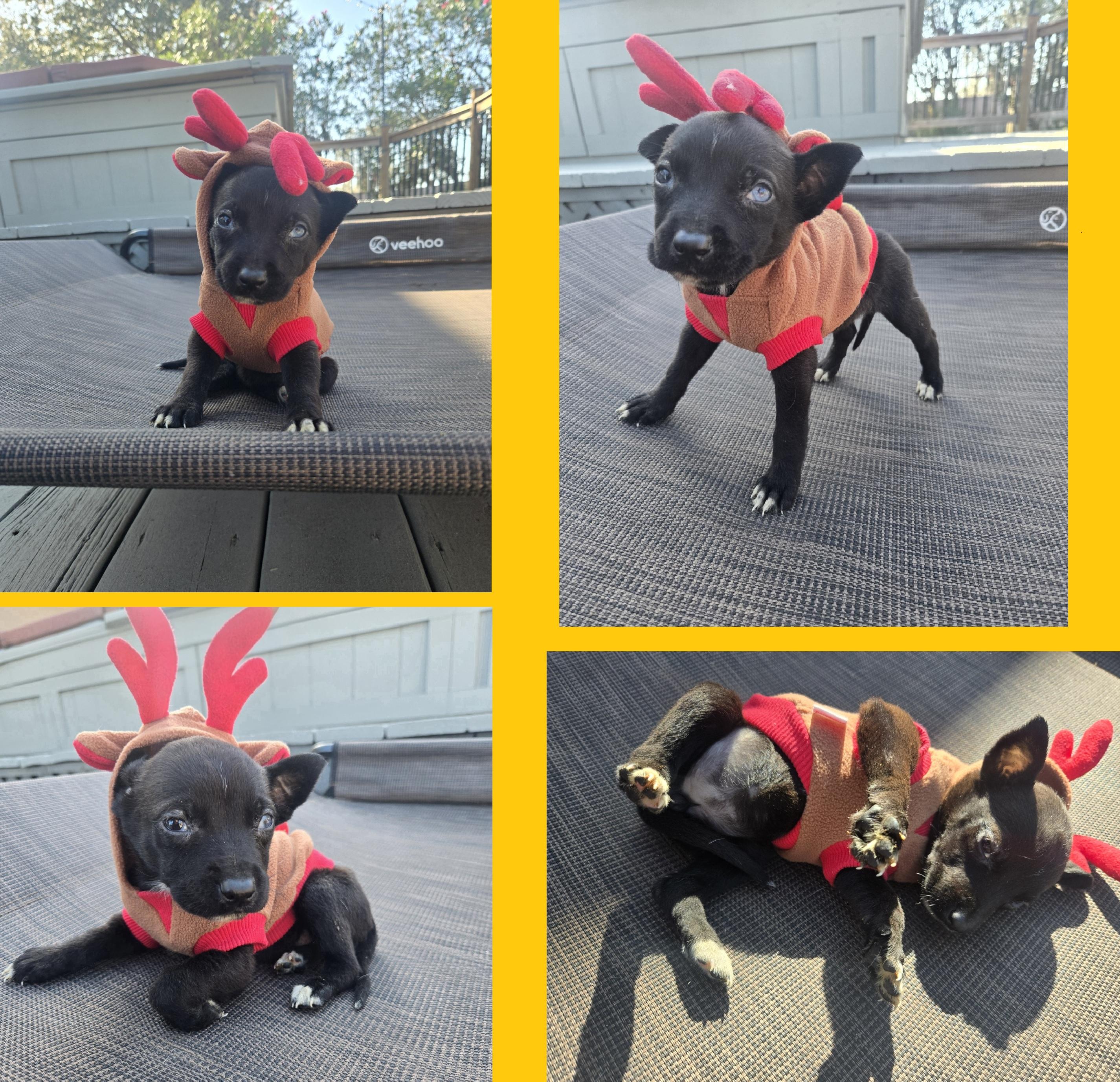 Joy, adoptable, Puppy Female German Shepherd Dog & Husky.