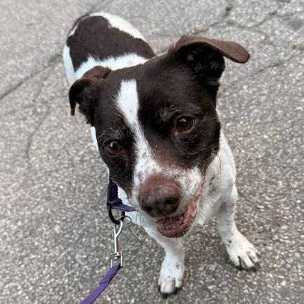 Trixie, a Adoptable mixed breed in Brooklyn, NY image 4/6
