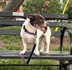 Trixie, a Adoptable mixed breed in Brooklyn, NY image 5/6