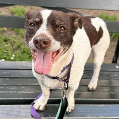 Trixie, Adoptable, Senior Female Chiweenie.