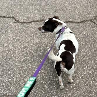 Trixie, a Adoptable mixed breed in Brooklyn, NY image 2/6
