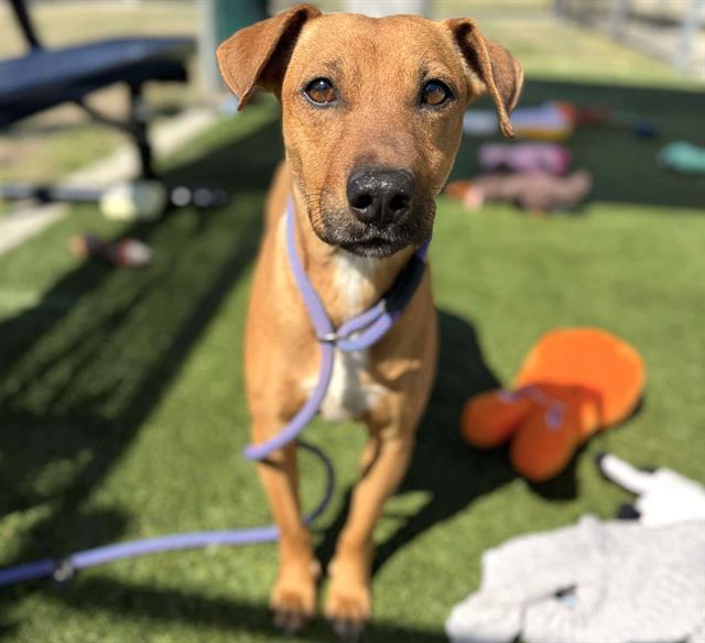 NOLA, Adoptable, Adult Female Redbone Coonhound & Mixed Breed.