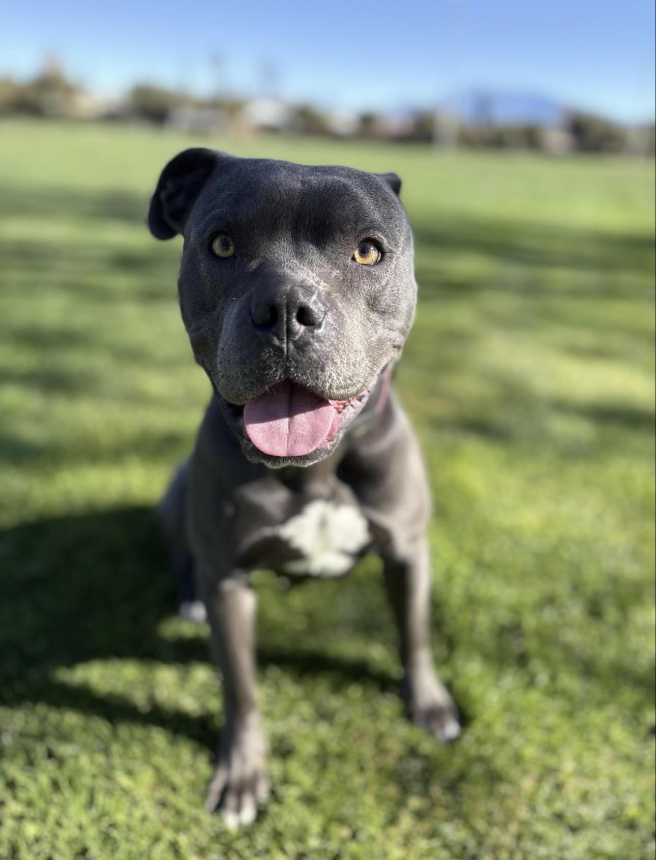 Enlarge Jax, super friendly-family boy pocket pittie pal!, an adopted mixed breed in Bonney Lake, WA image 5/5