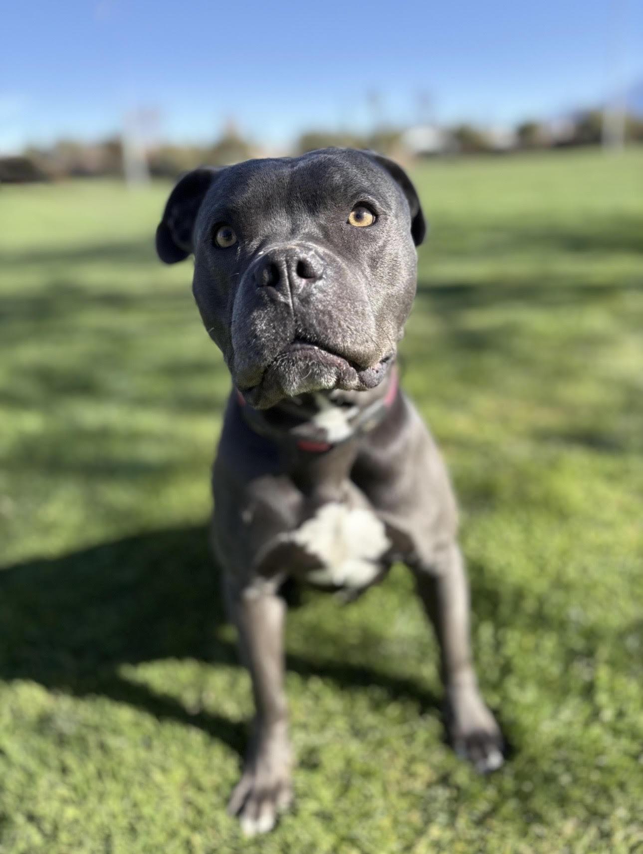 Enlarge Jax, super friendly-family boy pocket pittie pal!, an adopted mixed breed in Bonney Lake, WA image 1/5