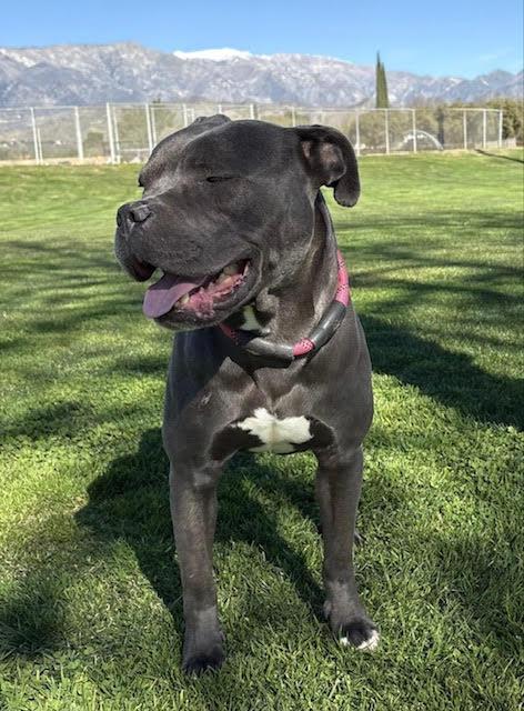Enlarge Jax, super friendly-family boy pocket pittie pal!, an adopted mixed breed in Bonney Lake, WA image 4/5