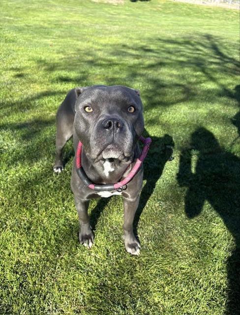 Enlarge Jax, super friendly-family boy pocket pittie pal!, an adopted mixed breed in Bonney Lake, WA image 2/5