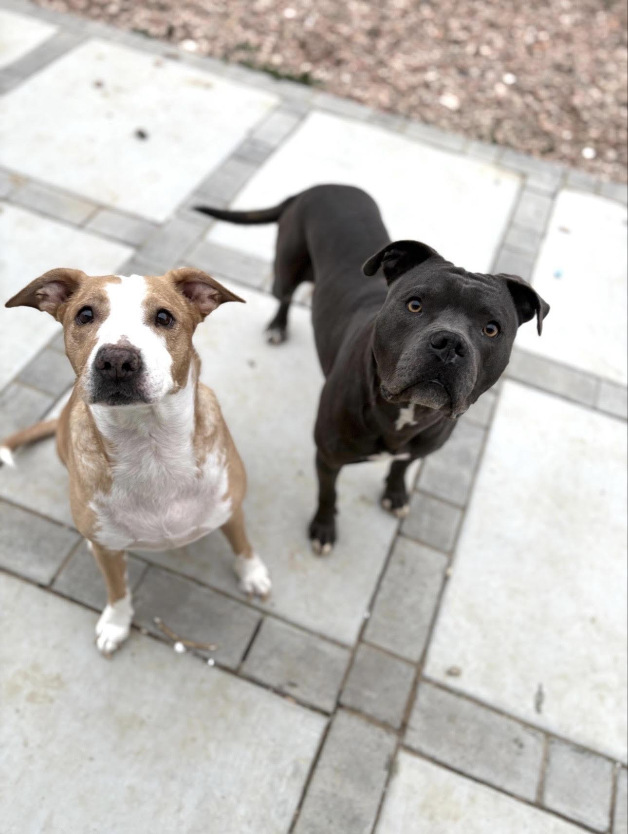 Enlarge Jax, super friendly-family boy pocket pittie pal!, an adopted mixed breed in Bonney Lake, WA image 3/5
