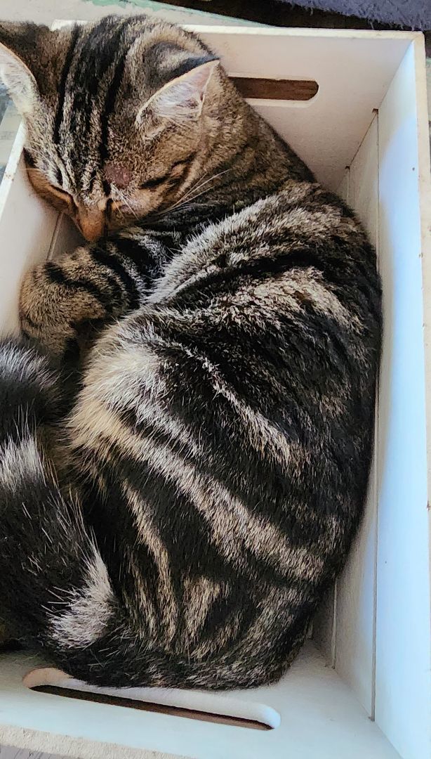 Fizz, Adopted, Young Male Domestic Short Hair.