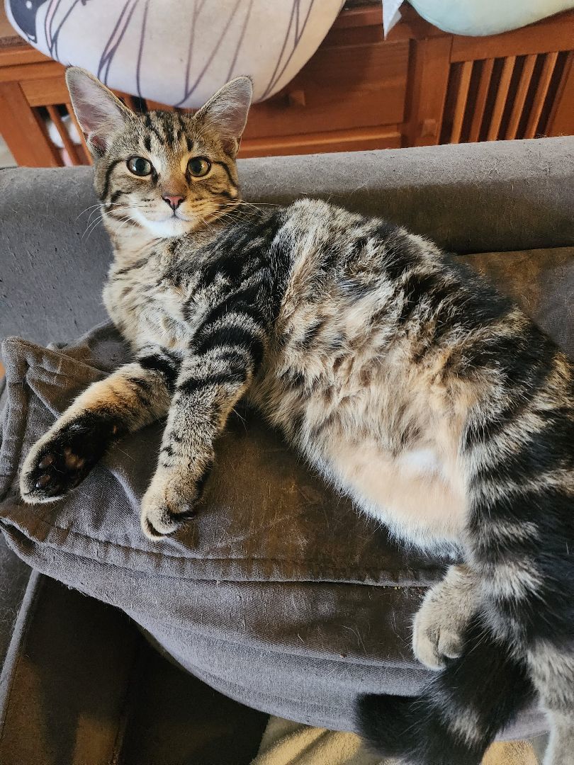 Enlarge Fizz, a Adopted mixed breed in Vernon Hills, IL image 2/3