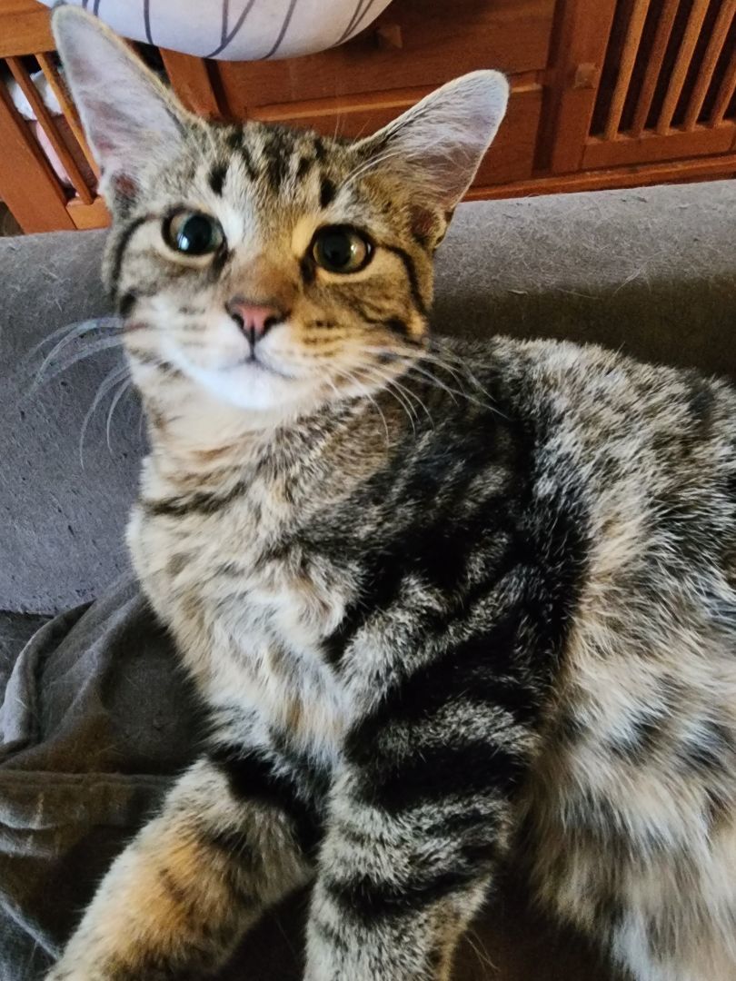 Enlarge Fizz, a Adopted mixed breed in Vernon Hills, IL image 3/3