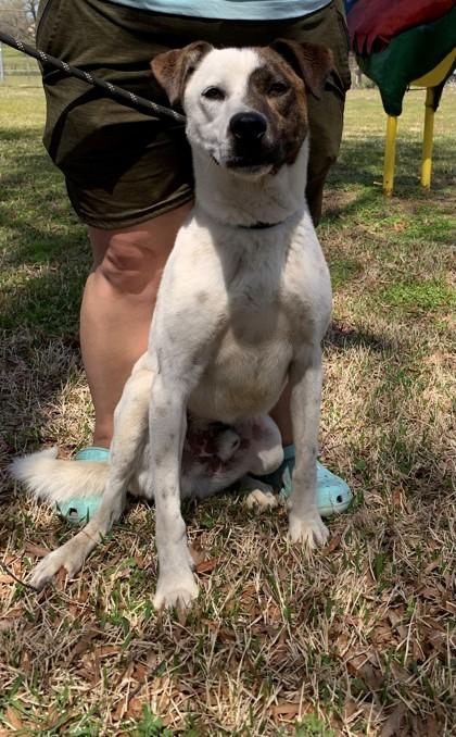 Bandit, Adoptable, Young Male Cattle Dog & Mixed Breed.