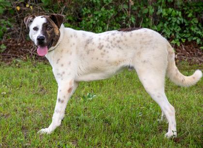 Enlarge Bandit, a Adoptable mixed breed in Tyler, TX image 2/3