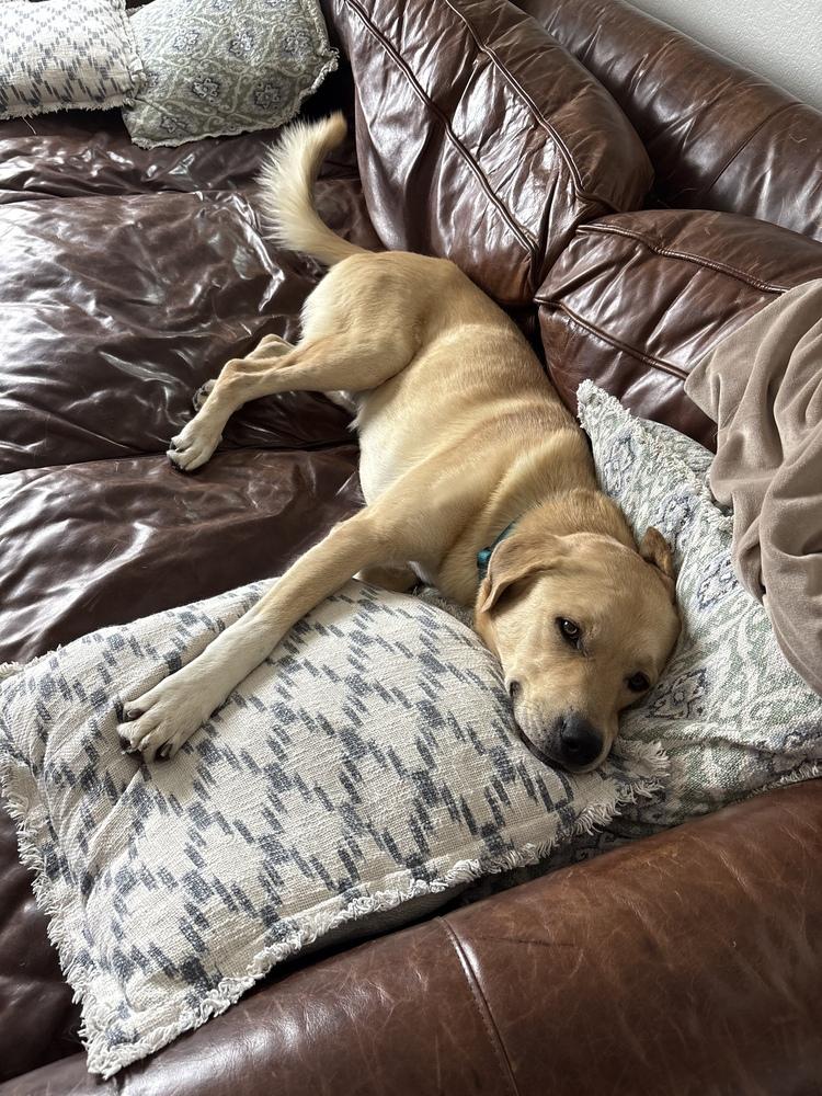 Titan (FKA Popcorn), Adoptable, Adult Male Labrador Retriever.