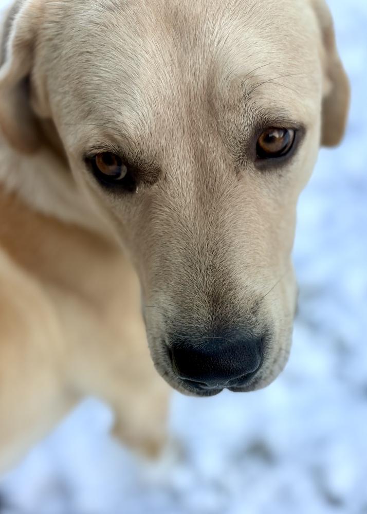 Enlarge Titan (FKA Popcorn), a Adoptable mixed breed in Denver, CO image 2/5