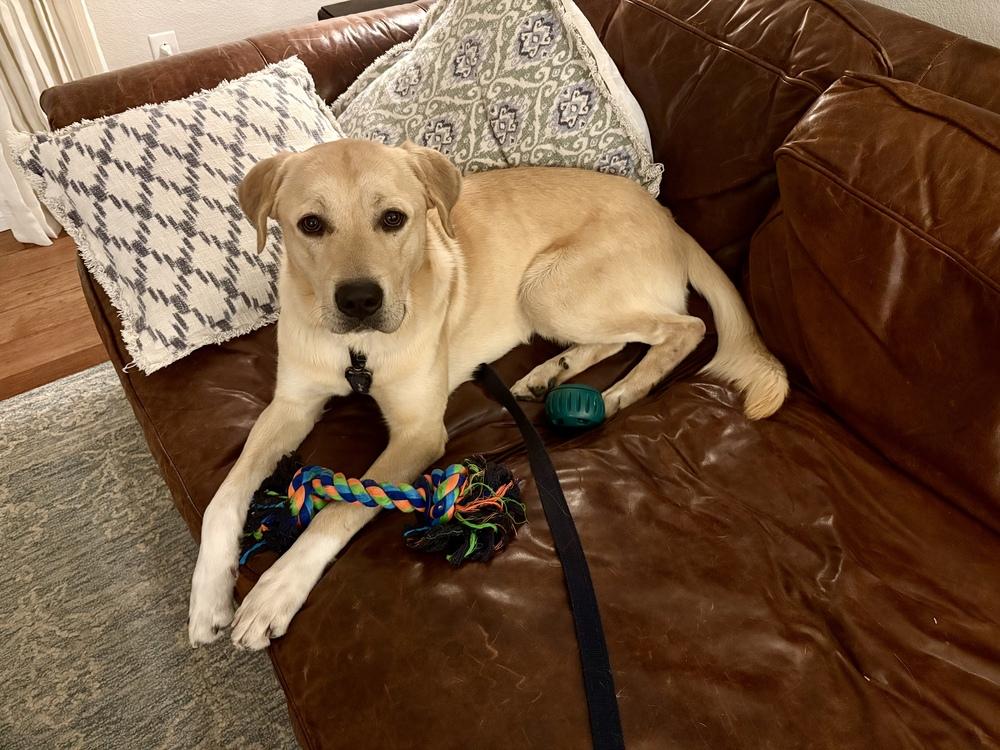 Enlarge Titan (FKA Popcorn), a Adoptable mixed breed in Denver, CO image 3/5