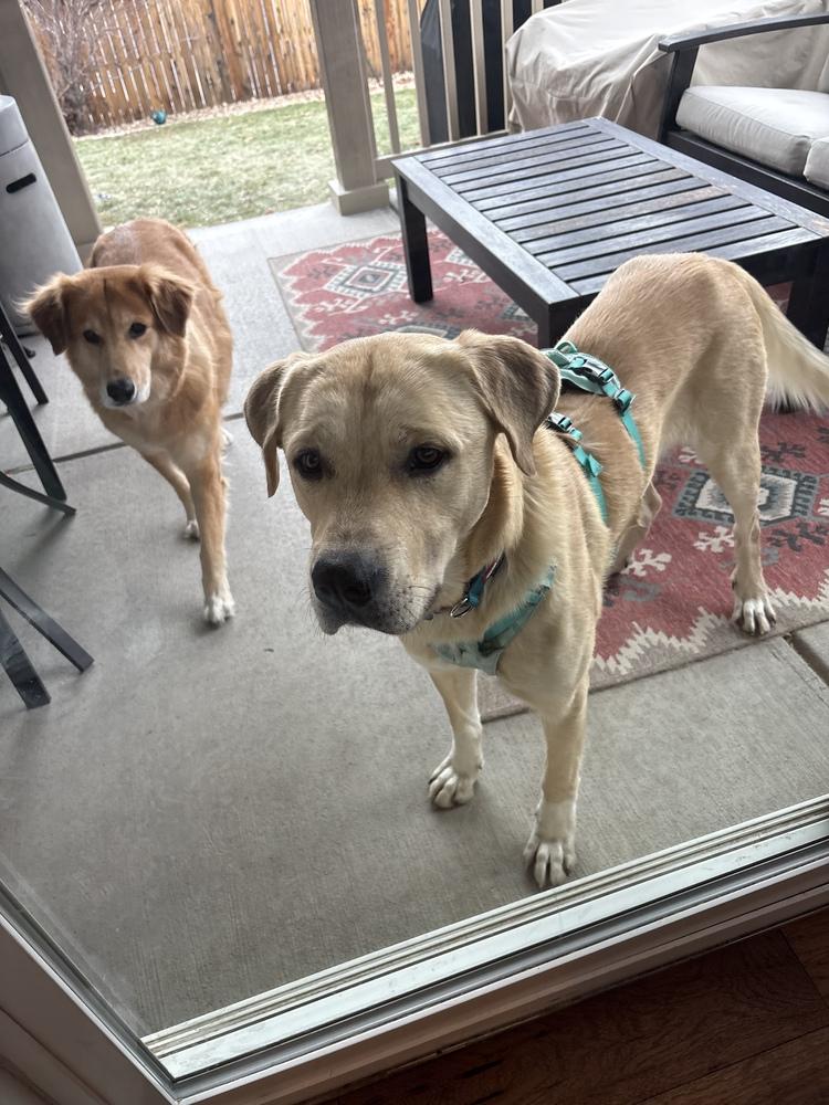 Enlarge Titan (FKA Popcorn), a Adoptable mixed breed in Denver, CO image 4/5