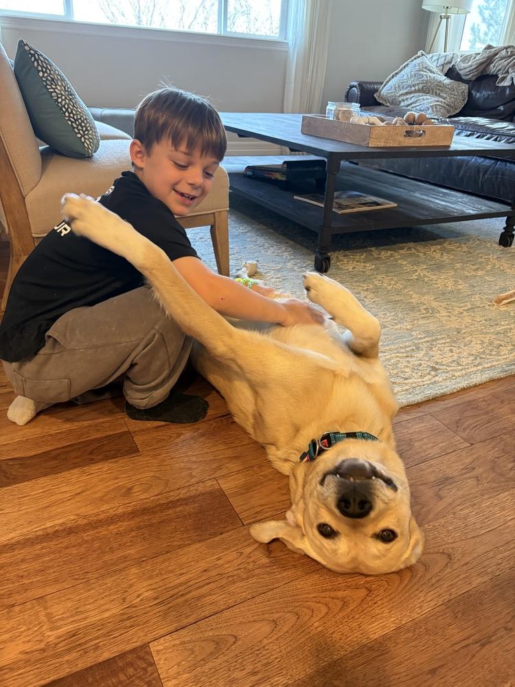 Enlarge Titan (FKA Popcorn), a Adoptable mixed breed in Denver, CO image 5/5