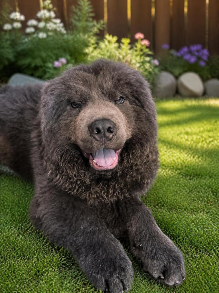 Enlarge Hugo, a Adoptable Chow Chow in Pine Grove, PA image 1/1