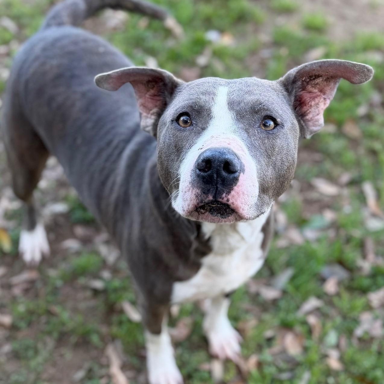 Enlarge Kobe, a ADOPTABLE Mixed Breed in Summerdale, AL image 1/1