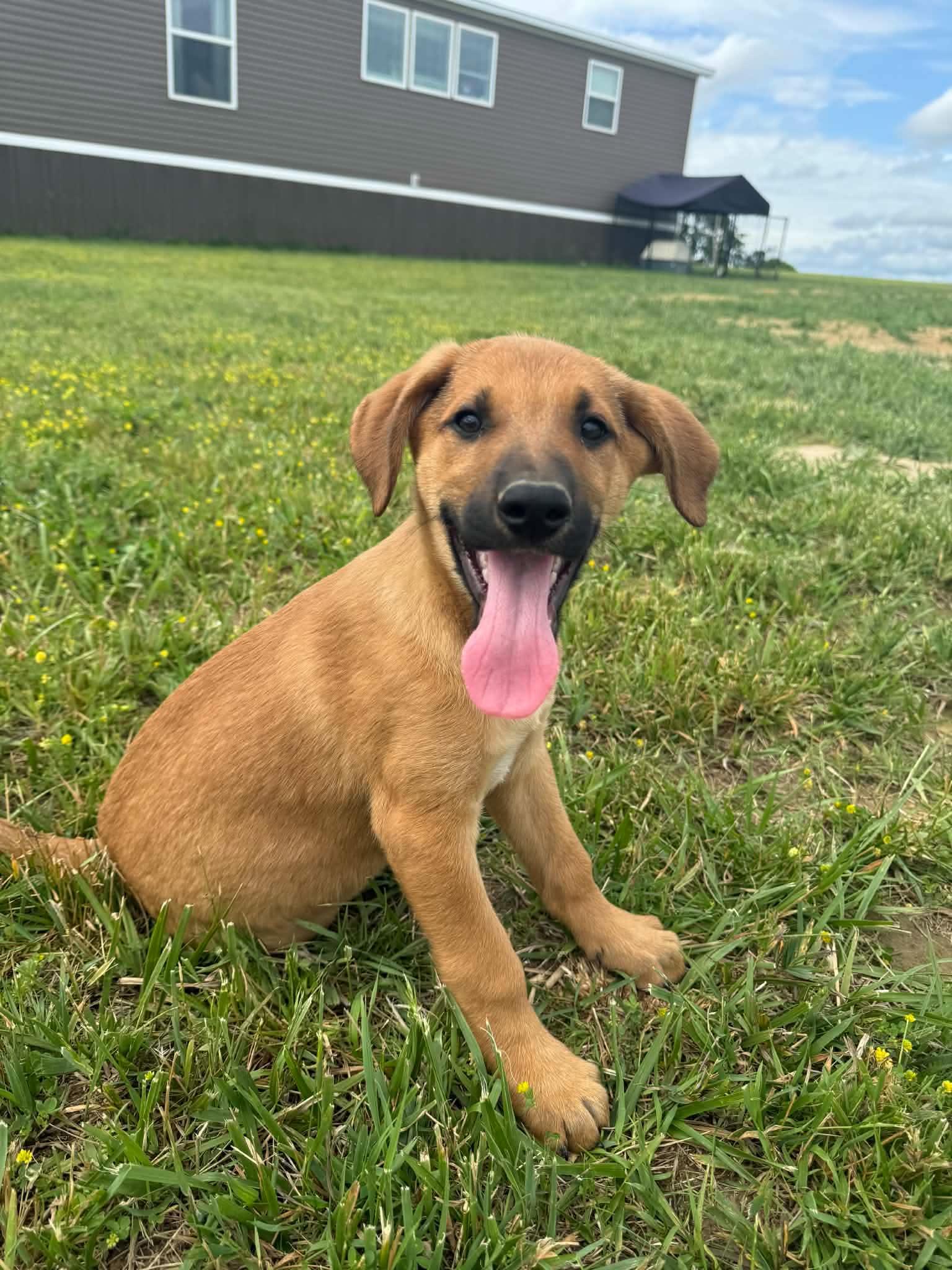 Hans (3mo, 17lbs), Adoptable, Puppy Male Hound & German Shepherd Dog.