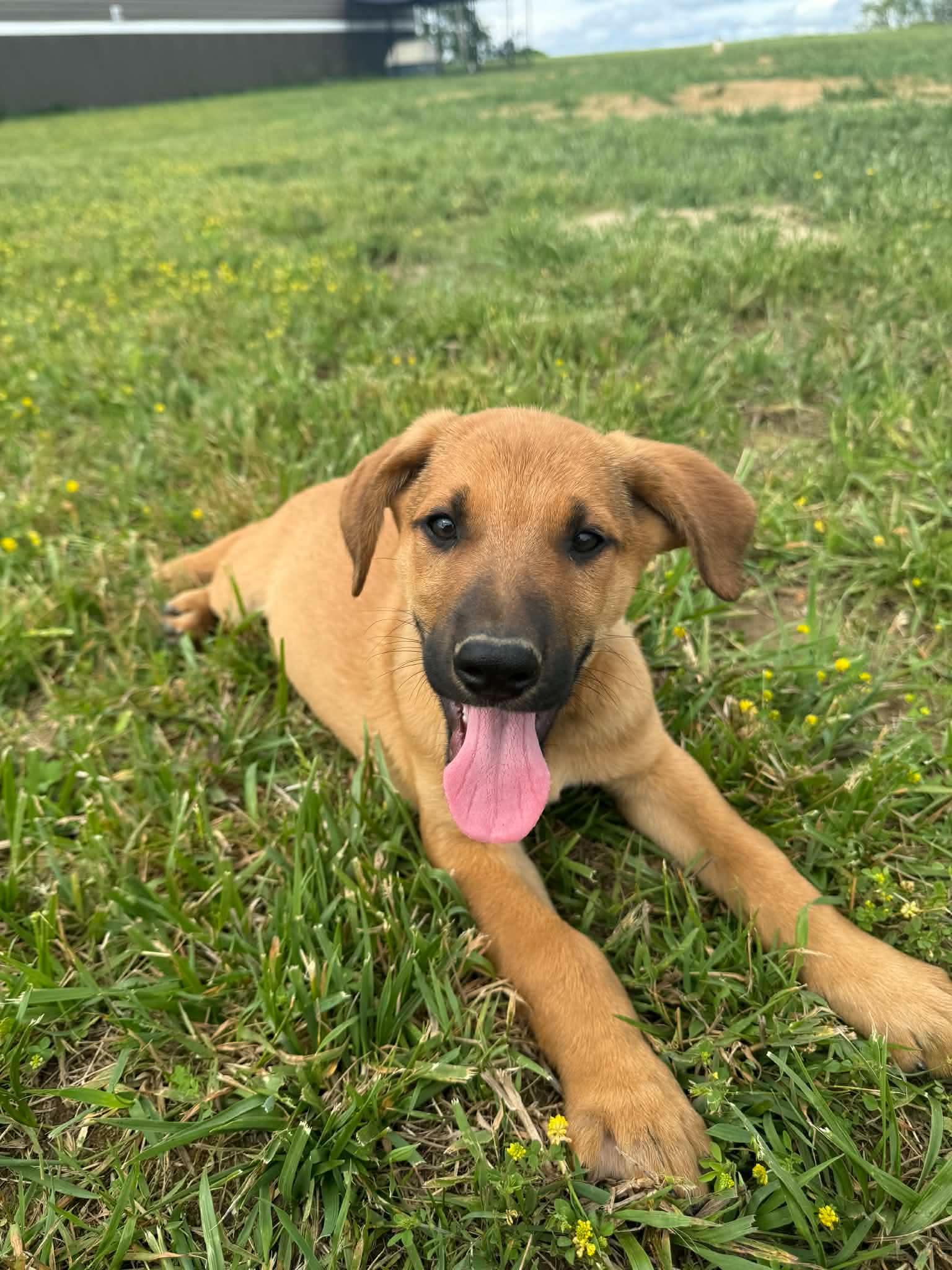Enlarge Hans (3mo, 17lbs), a Adoptable mixed breed in Hinton, WV image 2/3