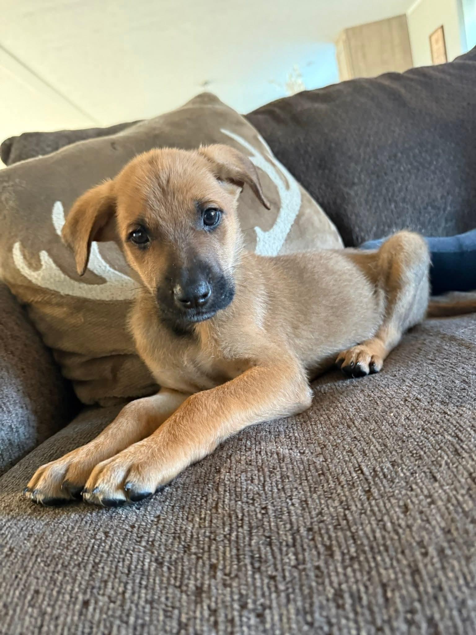 Enlarge Hans (3mo, 17lbs), a Adoptable mixed breed in Hinton, WV image 3/3