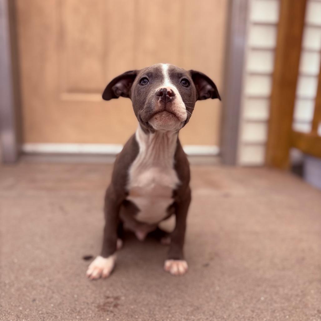 Enlarge Fritter , a ADOPTABLE Pit Bull Terrier in Fenton, MI image 1/1