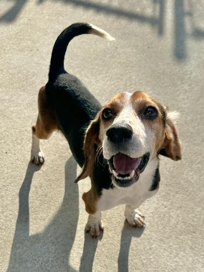 Nutcracker, a Adoptable mixed breed in King William, VA image 1/2