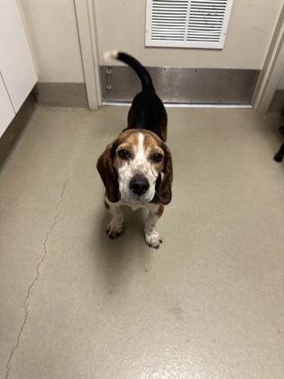 Nutcracker, a Adoptable mixed breed in King William, VA image 2/2