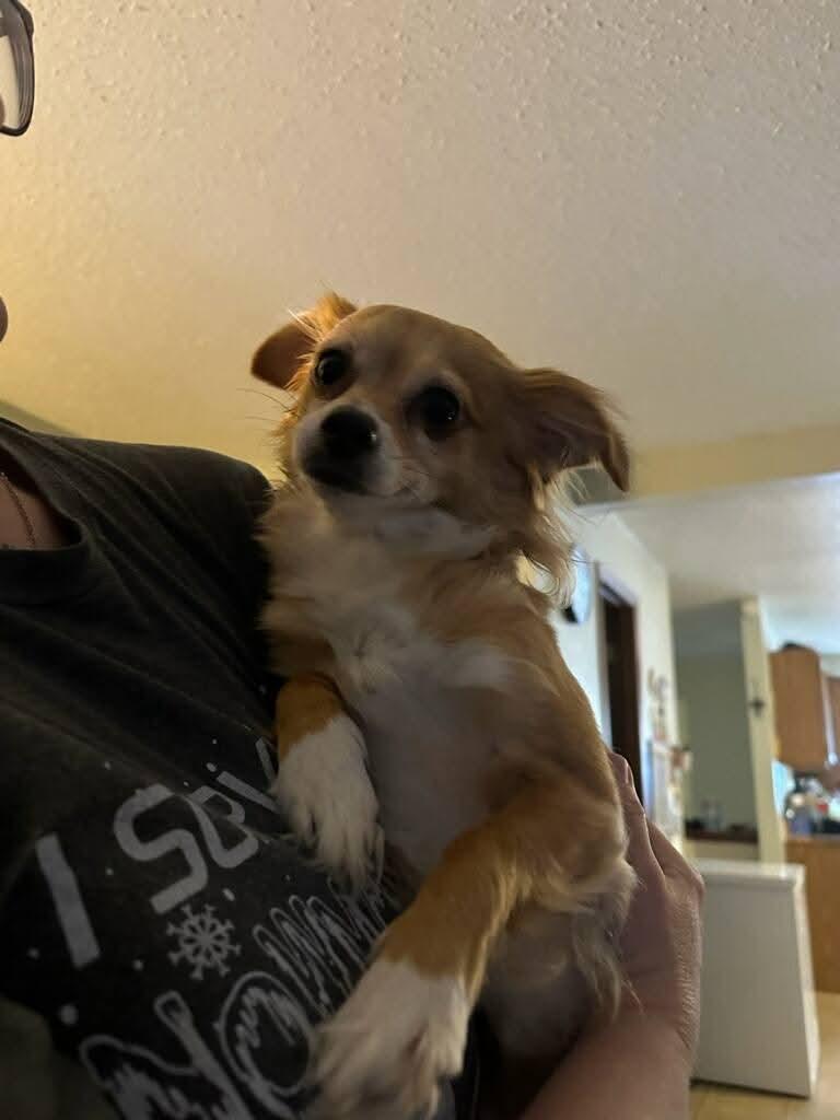 Enlarge Hattie, a ADOPTABLE mixed breed in Sawyer, ND image 4/6