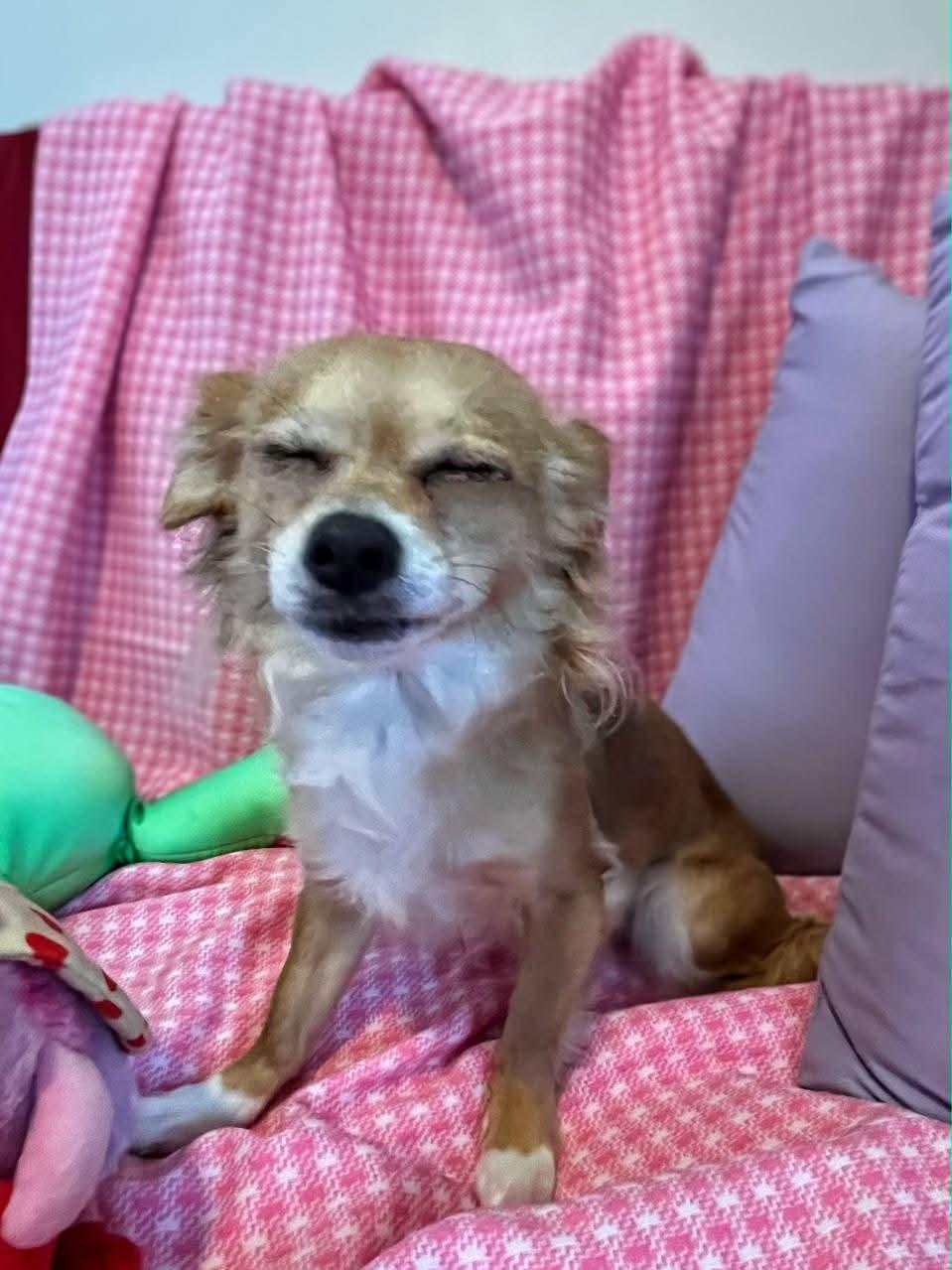 Enlarge Hattie, a ADOPTABLE mixed breed in Sawyer, ND image 6/6