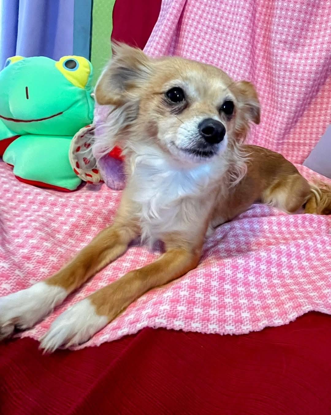 Hattie, ADOPTABLE, Adult Female Chihuahua & Dachshund.