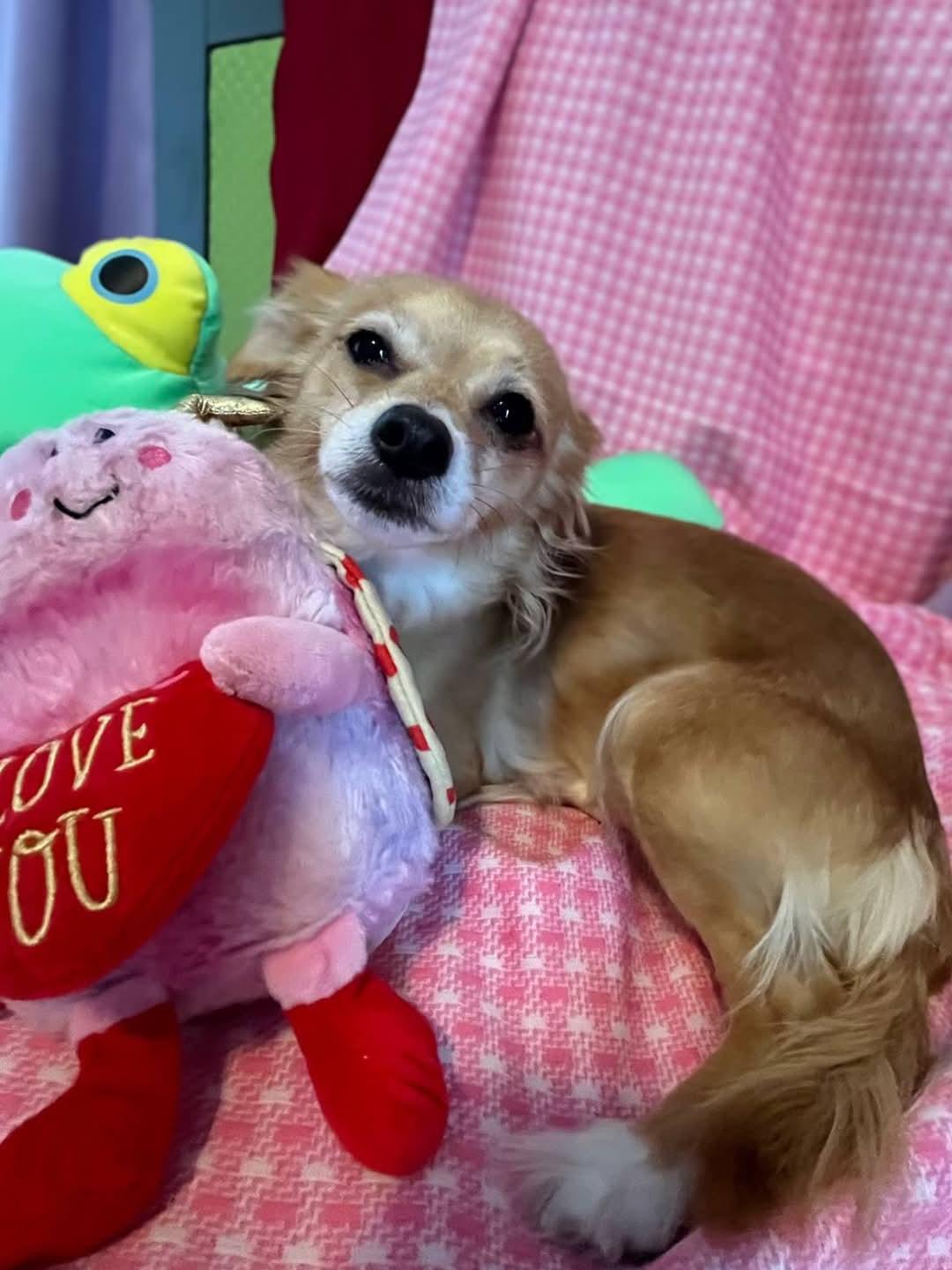 Enlarge Hattie, a ADOPTABLE mixed breed in Sawyer, ND image 2/6