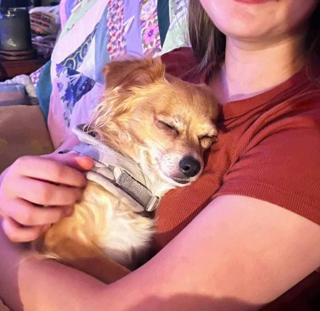 Enlarge Hattie, a ADOPTABLE mixed breed in Sawyer, ND image 5/6