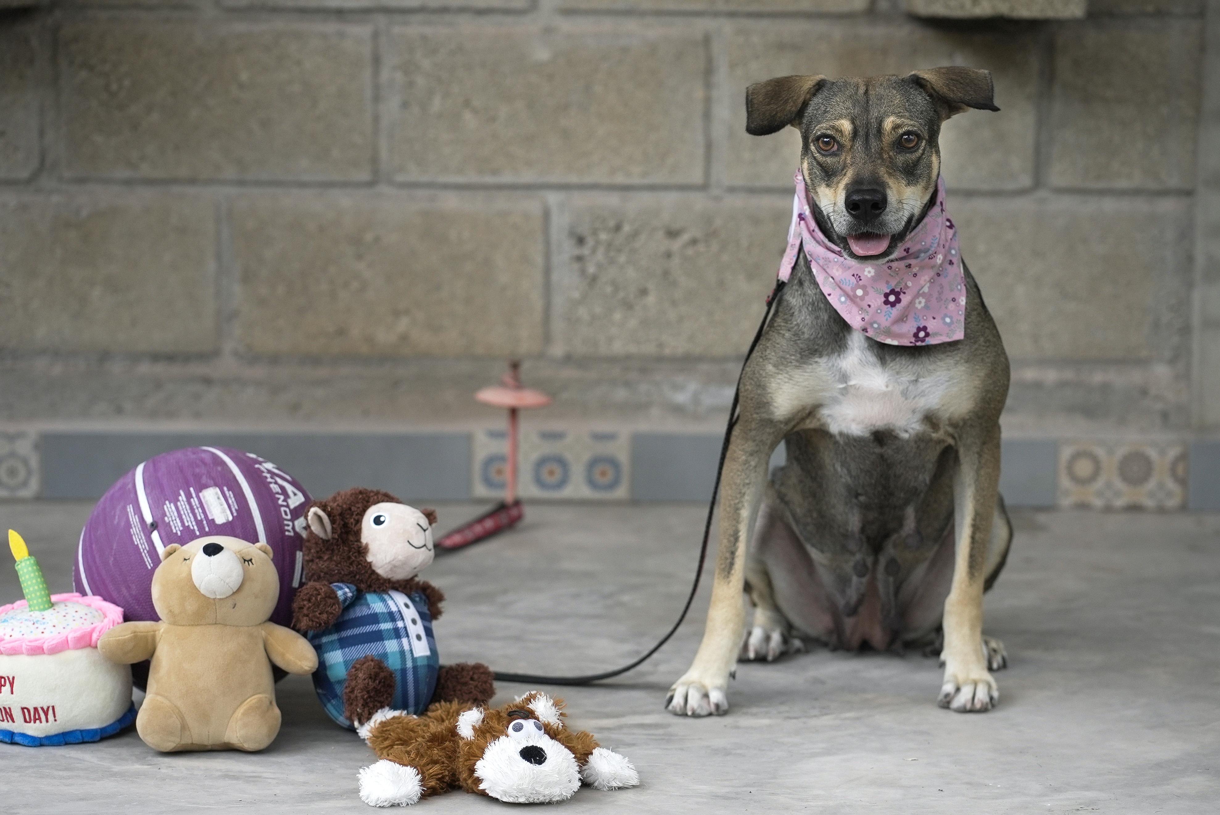 Lola, a Adoptable mixed breed in Calgary, AB image 1/5