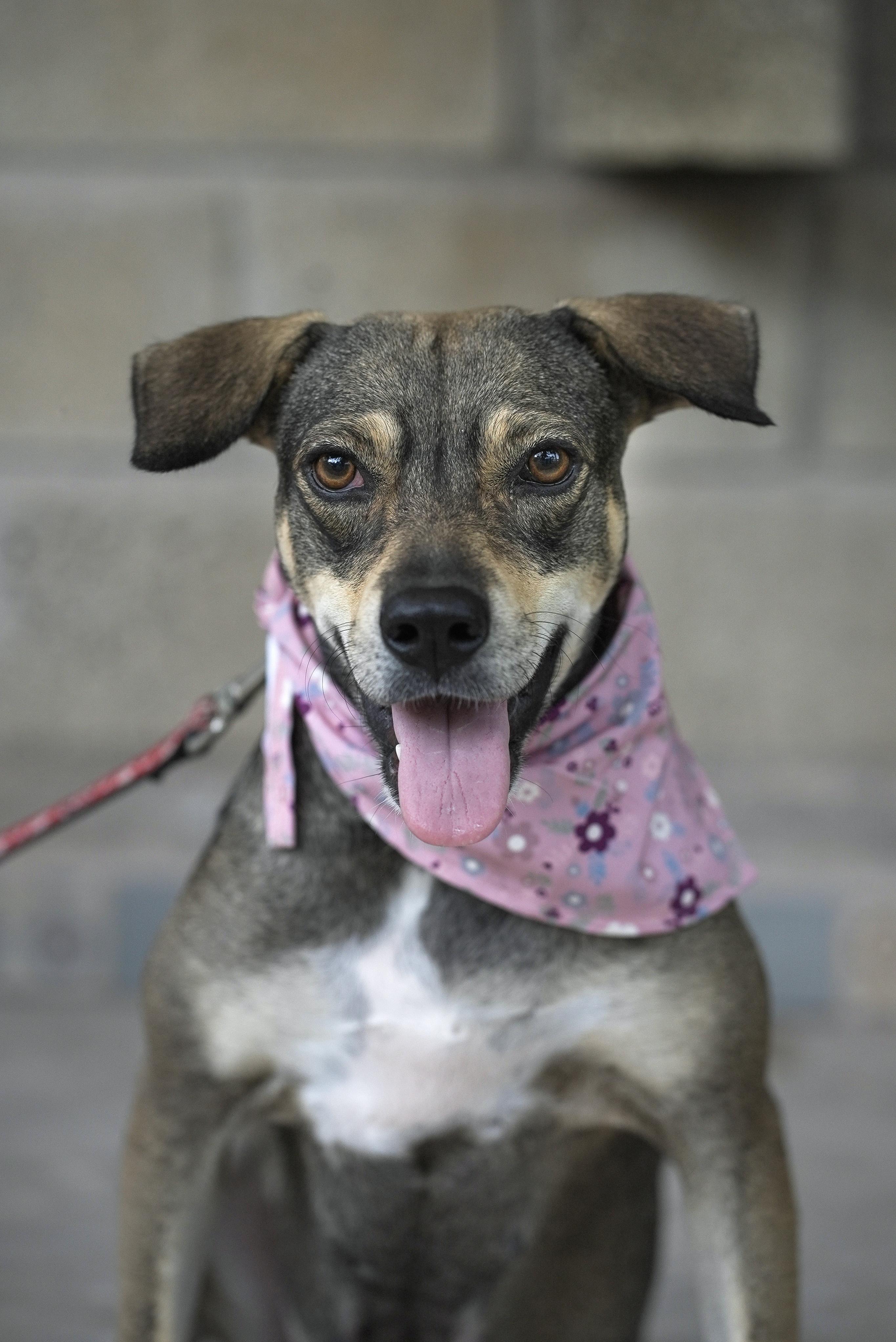 Lola, a Adoptable mixed breed in Calgary, AB image 4/5
