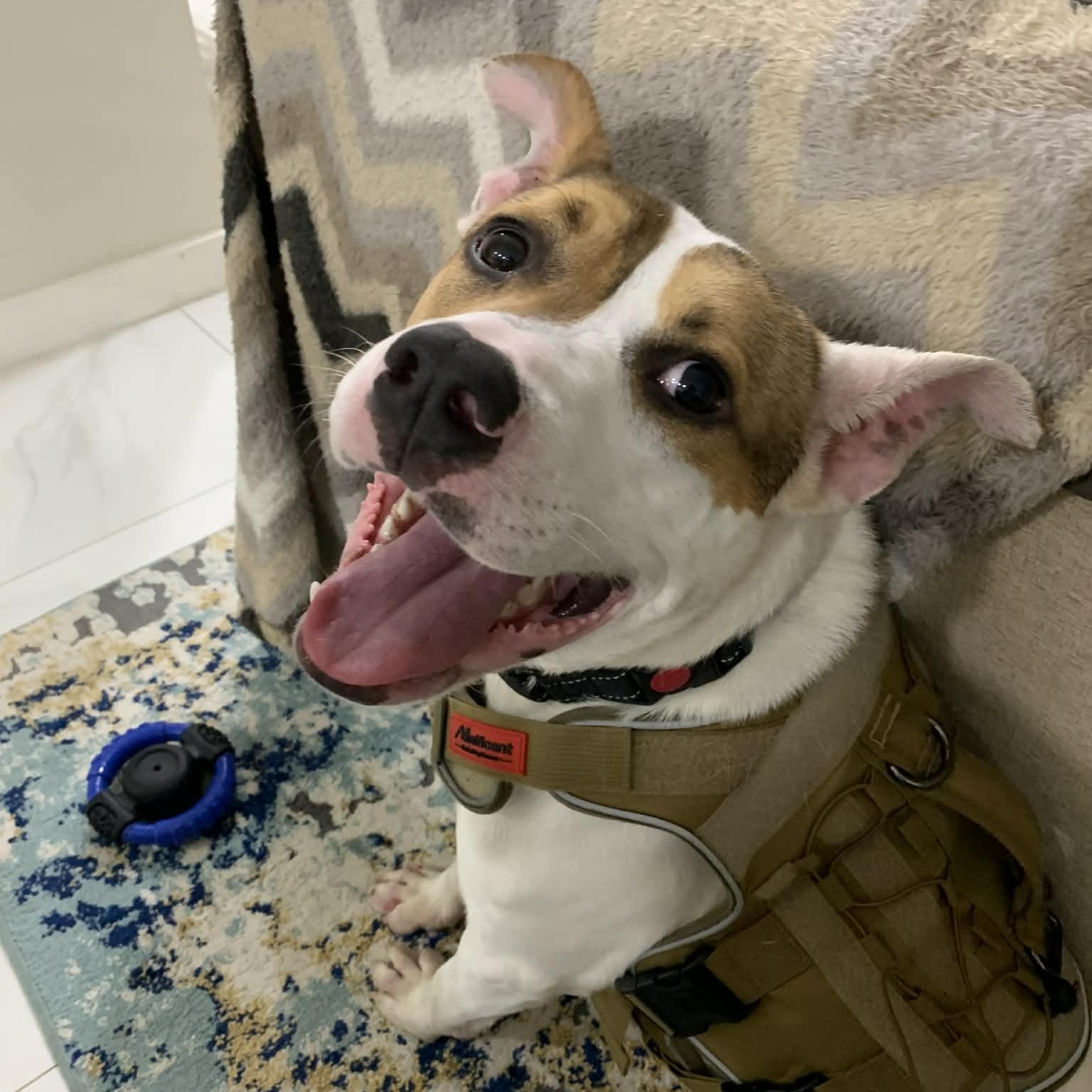 Archie, Adoptable, Adult Male Labrador Retriever & American Staffordshire Terrier.