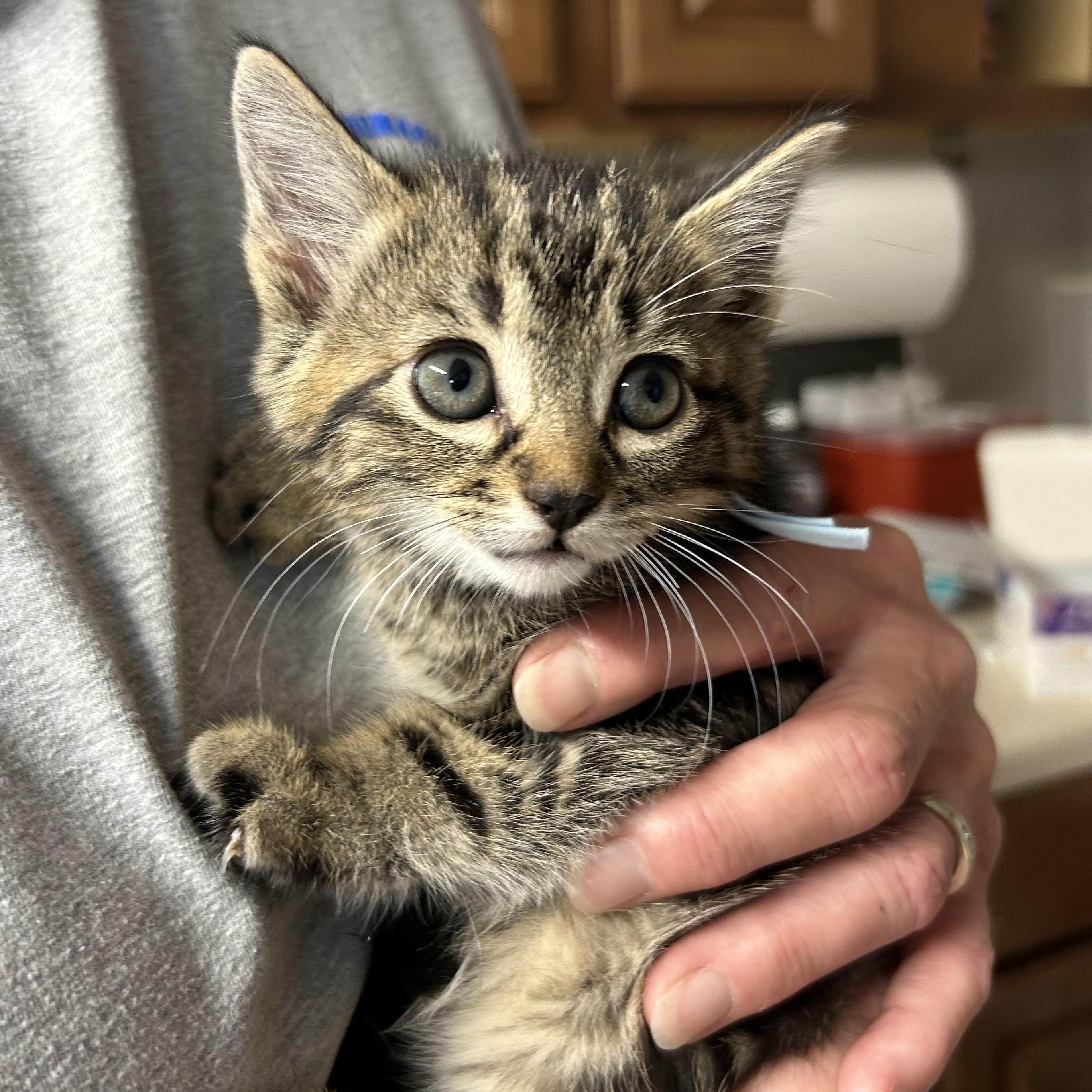 Shamrock, adopted, Kitten Male Domestic Short Hair.
