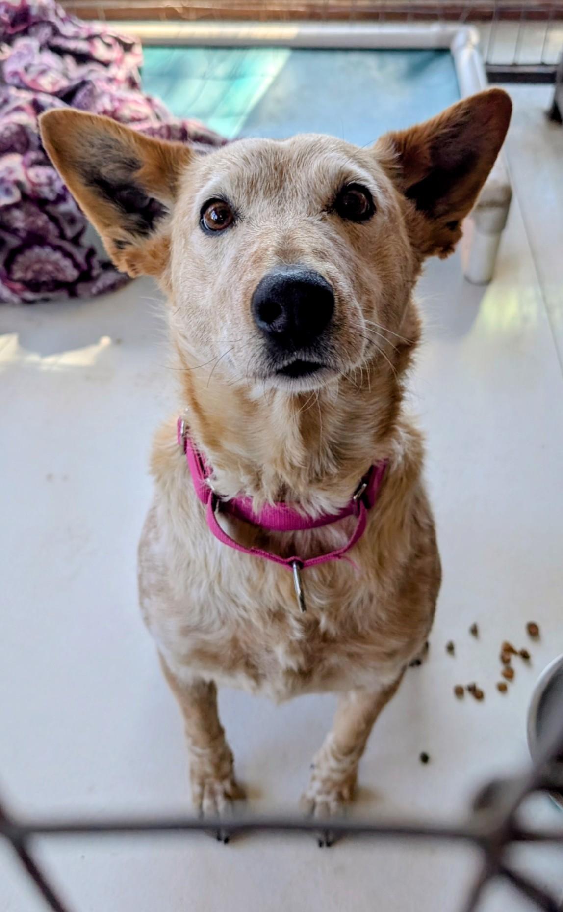 Sunny, a ADOPTABLE Australian Cattle Dog / Blue Heeler in COEUR D ALENE, ID image 1/6