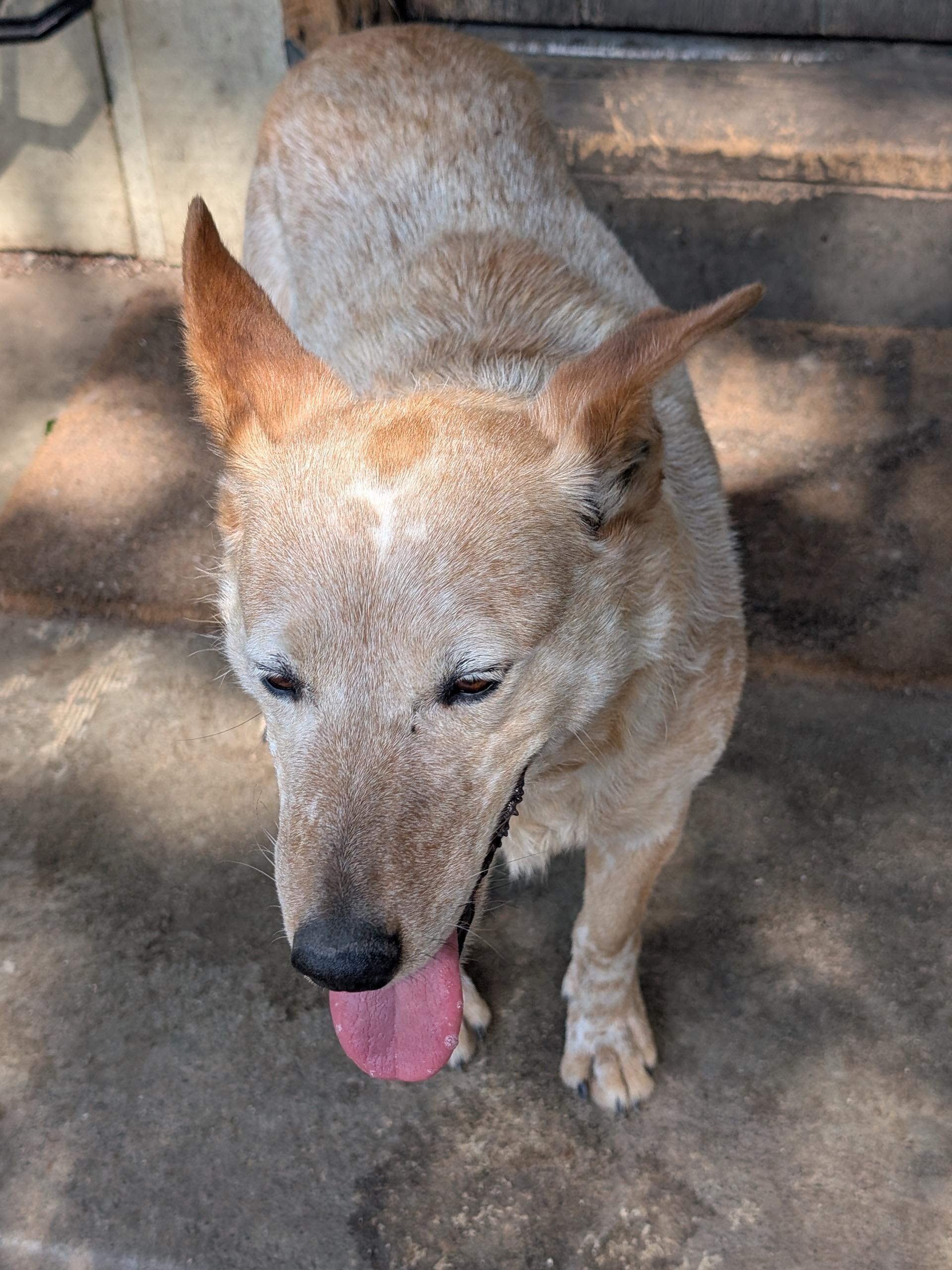 Sunny, a ADOPTABLE Australian Cattle Dog / Blue Heeler in COEUR D ALENE, ID image 6/6
