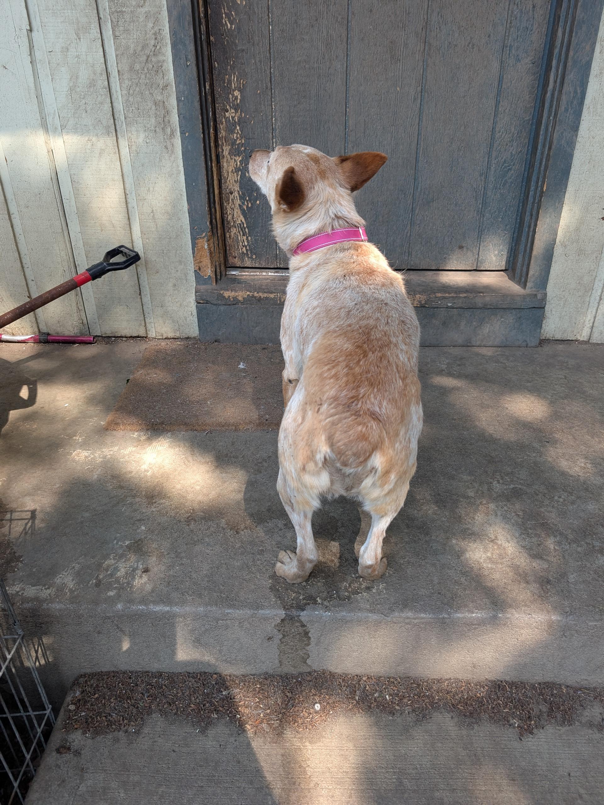 Sunny, a ADOPTABLE Australian Cattle Dog / Blue Heeler in COEUR D ALENE, ID image 2/6