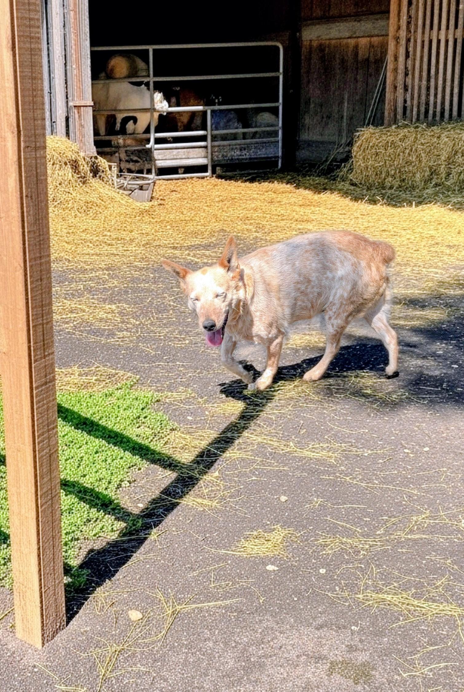 Sunny, a ADOPTABLE Australian Cattle Dog / Blue Heeler in COEUR D ALENE, ID image 5/6