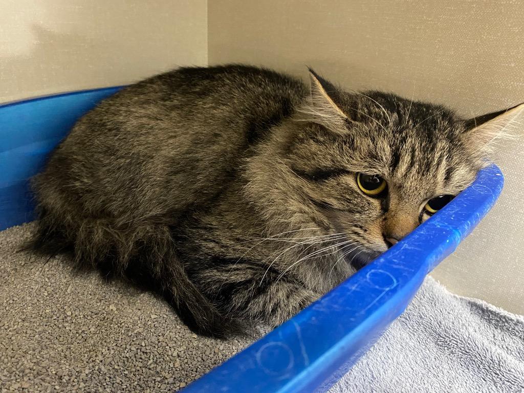 Offaly, Adoptable, Young Male Domestic Long Hair.