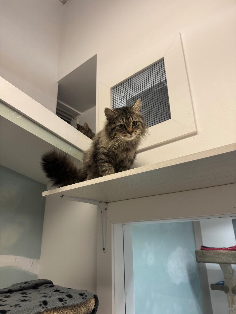Offaly, Adoptable, Young Male Domestic Long Hair.